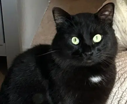 chat lost   11200 Ferrals-les-Corbières Azraël