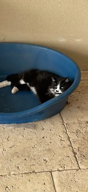 chat lost   11000 Carcassonne Bandit