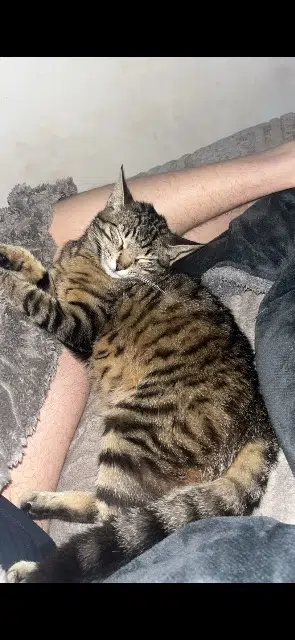 chat lost   11150 Pexiora Boobi