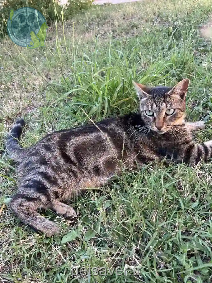 Chat Perdu 11 Aude - Calinou Chat Perdu 11 Aude - Calinou