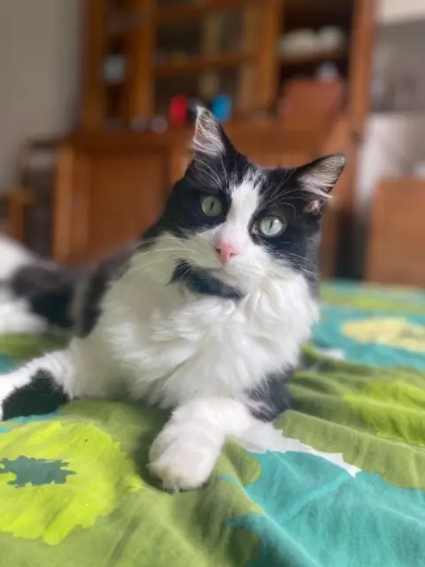 chat lost   11100 Narbonne Canaille