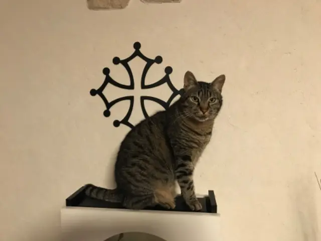 chat lost   11170 Caux-et-Sauzens Fripon