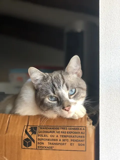 chat lost   11100 Narbonne Chili