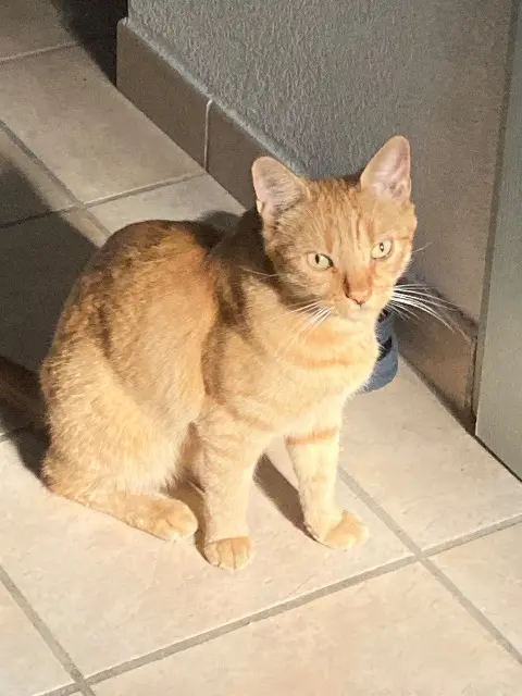 chat lost   11370 Leucate Farrow