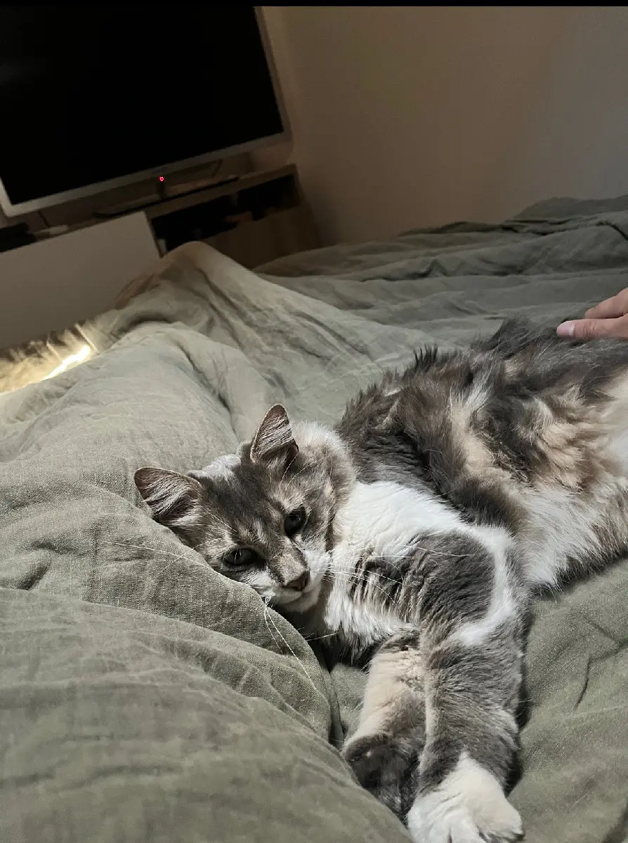 Chat Perdu 11 Aude Chat Perdu 11 Aude