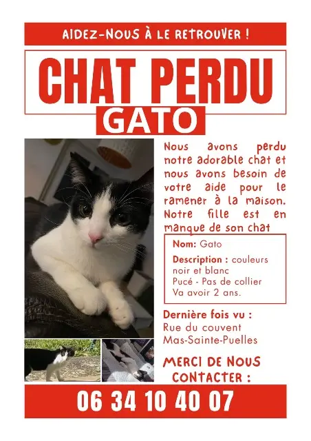 chat lost   11400 Mas-Saintes-Puelles Gato