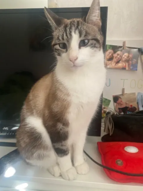 chat lost   11100 Narbonne Grinch