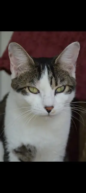 chat lost   11400 Castelnaudary Grincheux