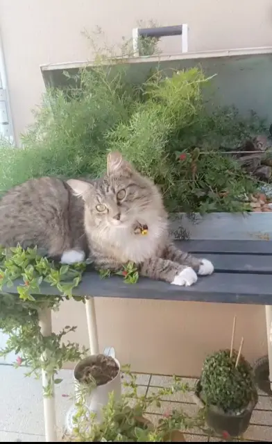 chat lost   11370 Leucate Gucci