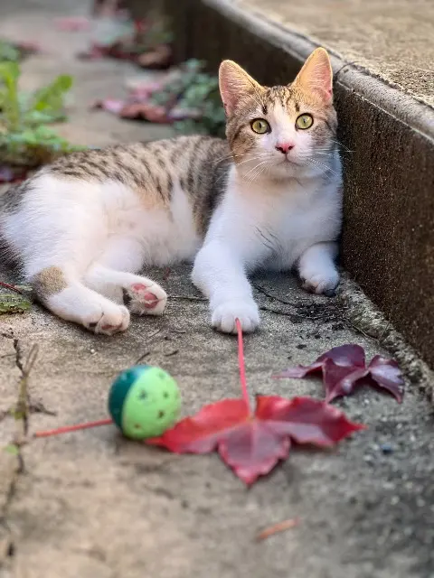 chat lost   11000 Carcassonne Jude