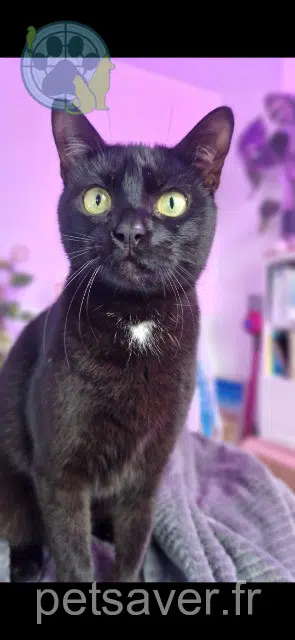 chat lost   11700 La Redorte Krokmou