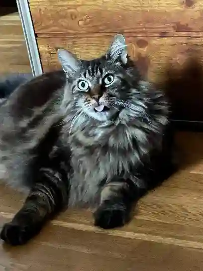 Chat Perdu 11 Aude - Laskar Chat Perdu 11 Aude - Laskar