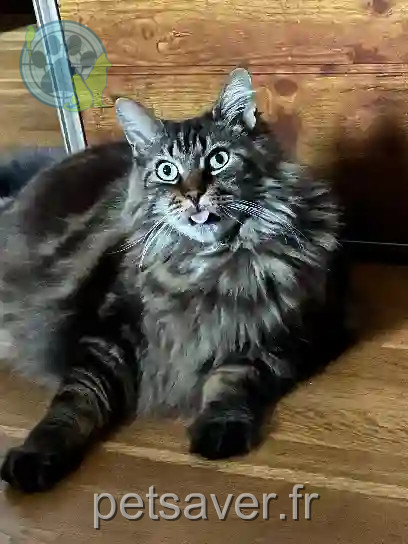 Chat Perdu 11 Aude - Laskar Chat Perdu 11 Aude - Laskar