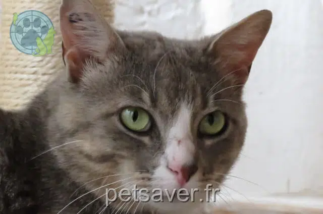 chat perdu 11000 Carcassonne Milo chat lost 11000 Carcassonne Milo