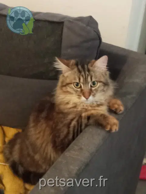 chat lost 11300 Limoux Minouch