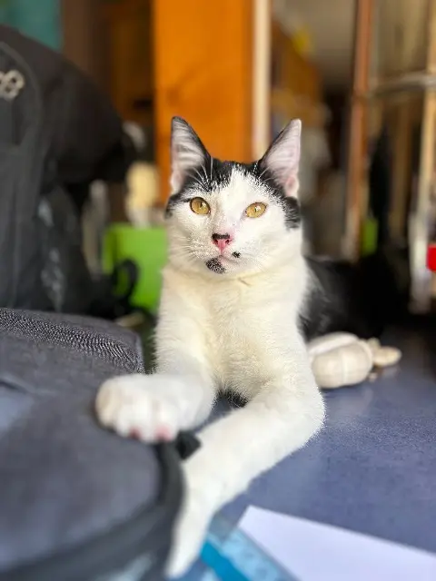 chat lost   11500 Quillan Minus