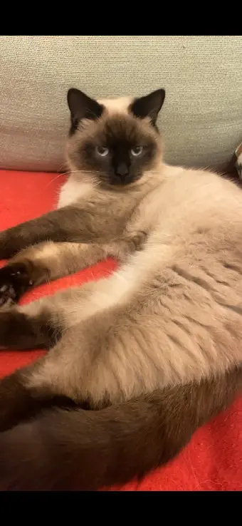 Chat Perdu 11 Aude - Nounours Chat Perdu 11 Aude - Nounours