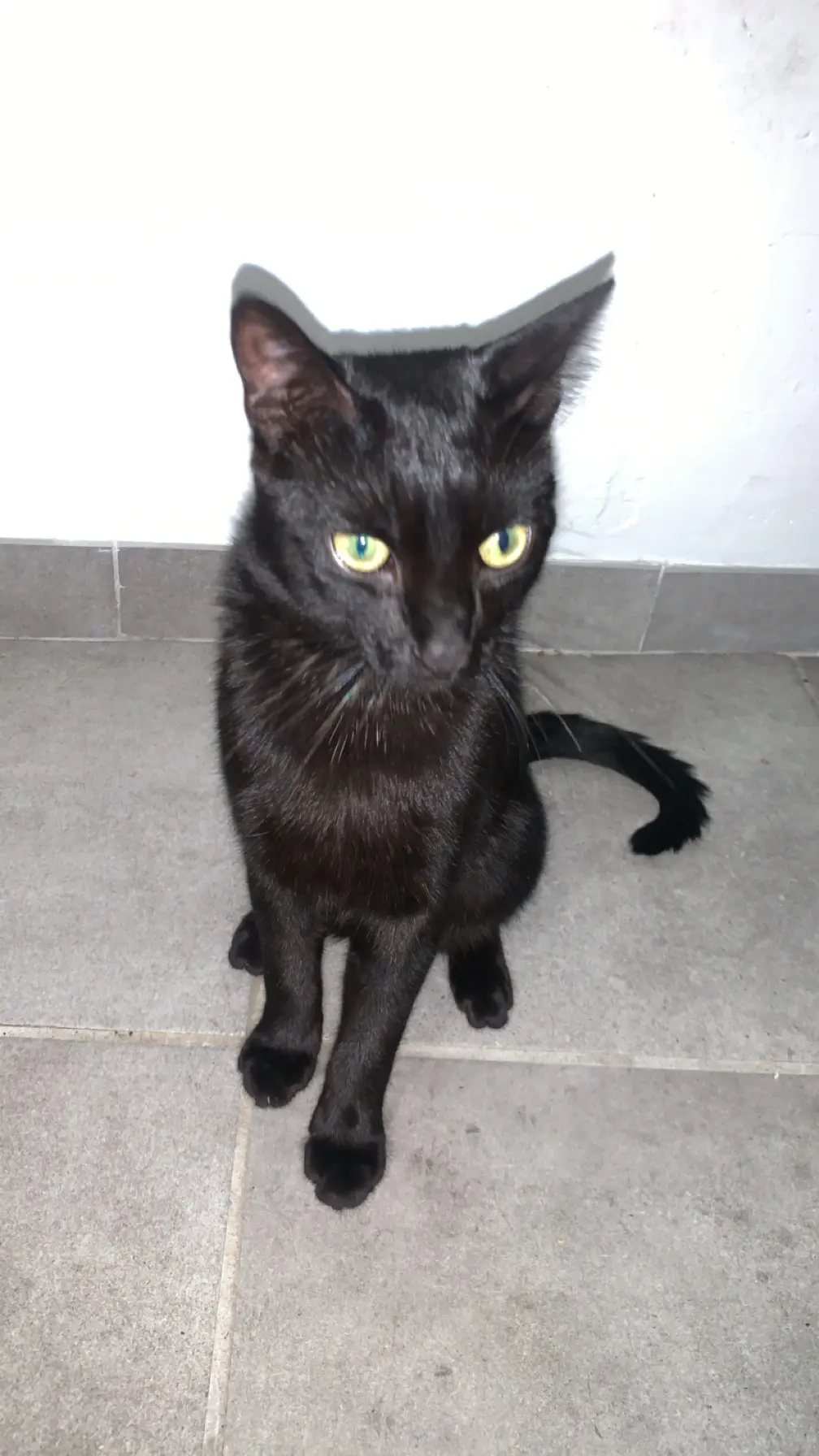 Chat Perdu 11 Aude - Onyx Chat Perdu 11 Aude - Onyx