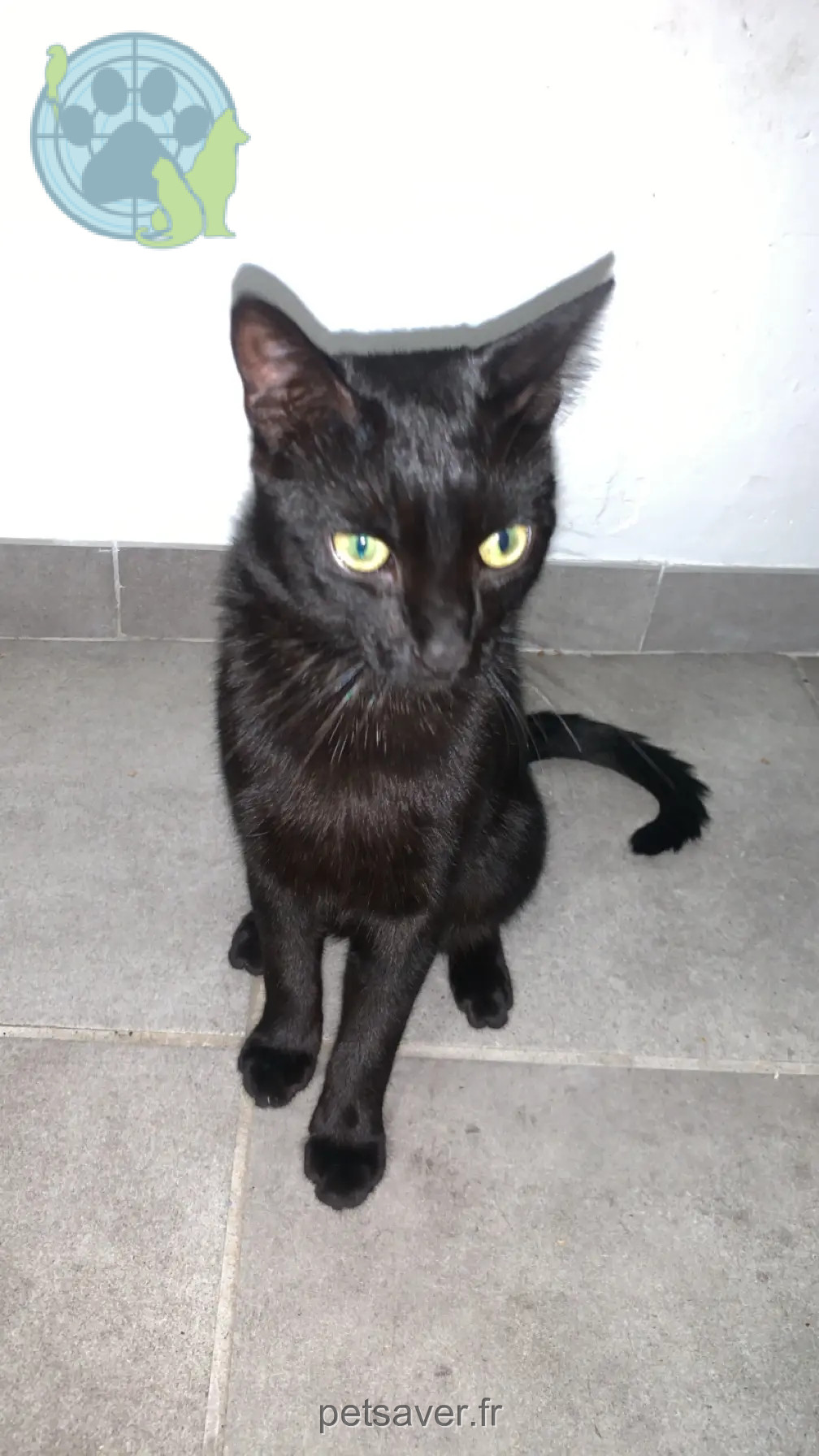 Chat Perdu 11 Aude - Onyx Chat Perdu 11 Aude - Onyx