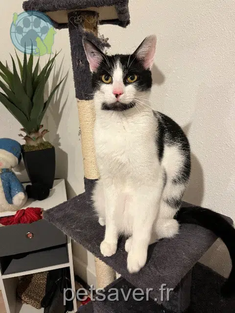chat lost   11570 Palaja Oreo