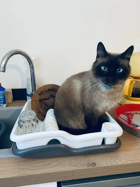 chat lost   11170 Alzonne Oreo