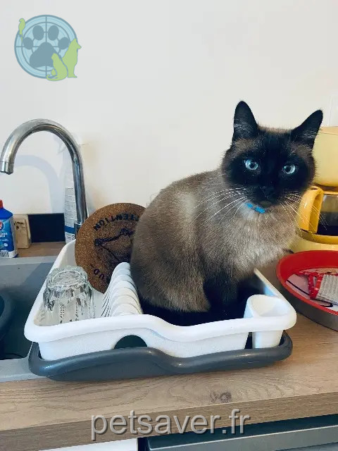 kater vermist 11170 Alzonne Oreo kater lost 11170 Alzonne Oreo
