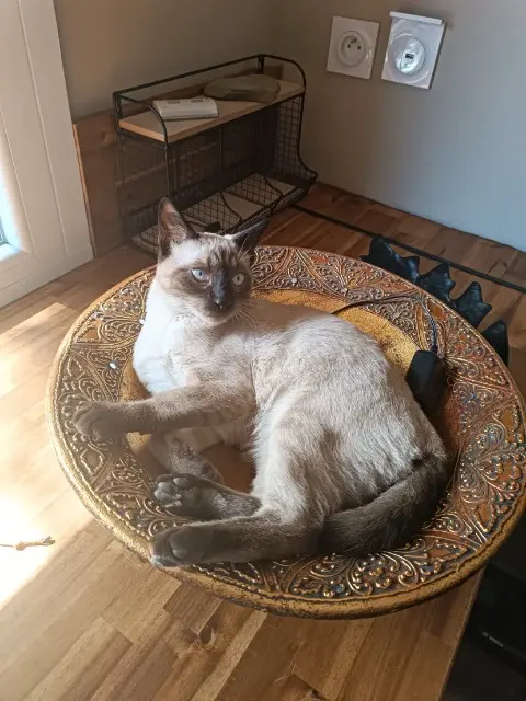 chat lost   11000 Carcassonne OSCAR