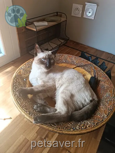 gato perdido 11000 Carcassonne OSCAR gato lost 11000 Carcassonne OSCAR
