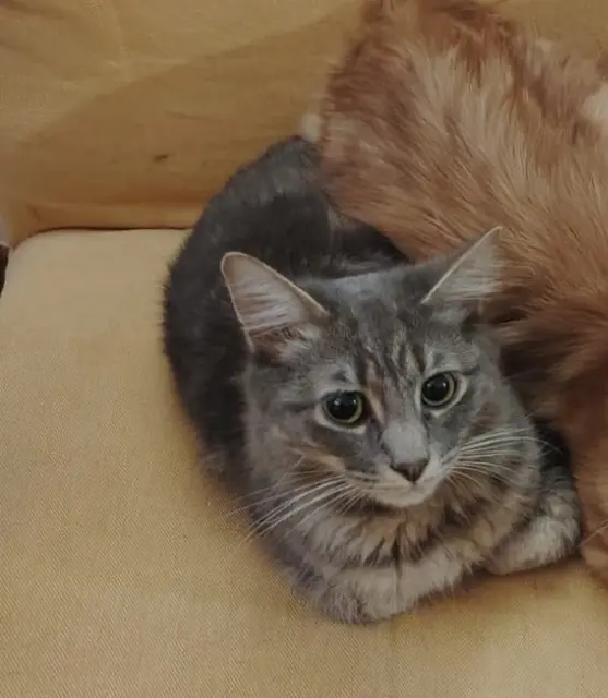 chat lost   11150 Villepinte Ouija