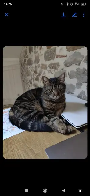 chat lost   11120 Ginestas Pattenrond