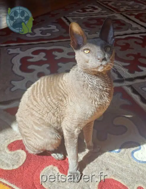 cat lost   11360 Saint-Jean-de-Barrou Pépin