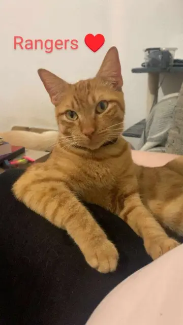 chat lost   11000 Carcassonne Rangers