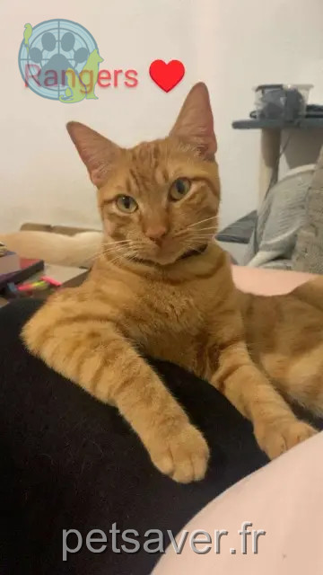 Kater vermisst 11000 Carcassonne Rangers Kater lost 11000 Carcassonne Rangers