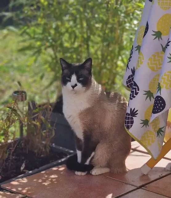 chat lost   11590 Cuxac-d'Aude Rasta répond au nom de bebey