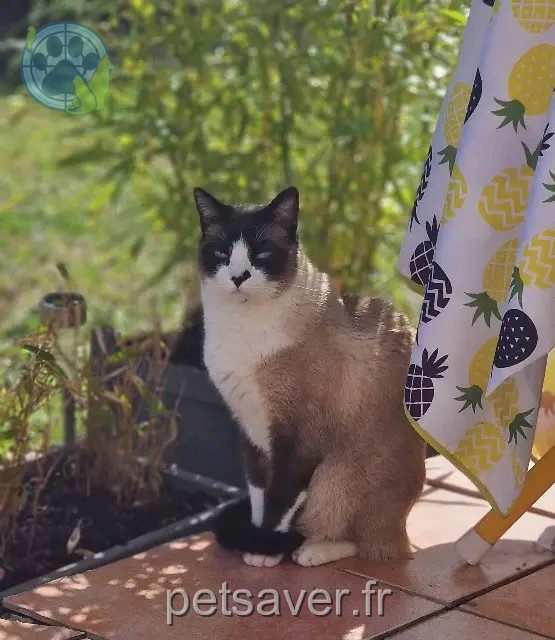 gatto perso 11590 Cuxac-d'Aude Rasta répond au nom de bebey gatto lost 11590 Cuxac-d'Aude Rasta répond au nom de bebey