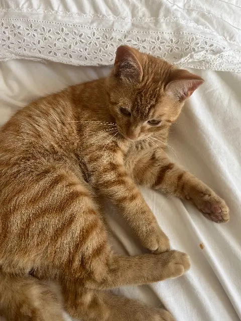 chat lost   11170 Pezens Rio