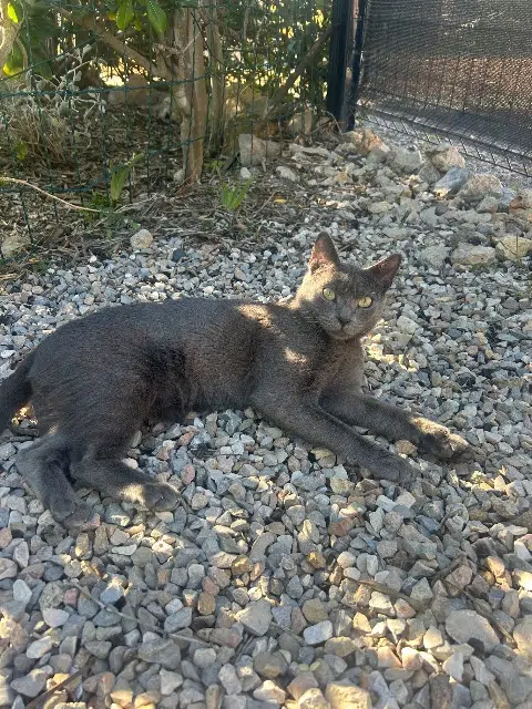 chat lost   11370 Leucate Rocket