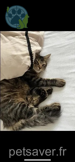 kater vermist 11580 Alet-les-Bains Rocky kater lost 11580 Alet-les-Bains Rocky