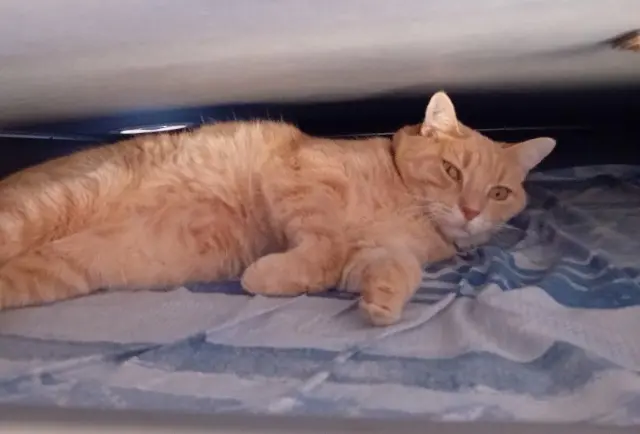 chat lost   11480 La Palme Rosalio