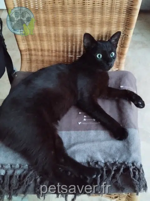 chat lost   11700 Roquecourbe-Minervois Réglisse