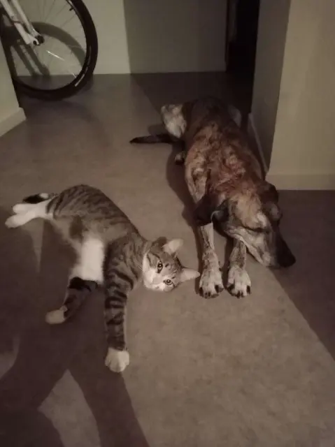 chat lost   11000 Carcassonne Sawyer