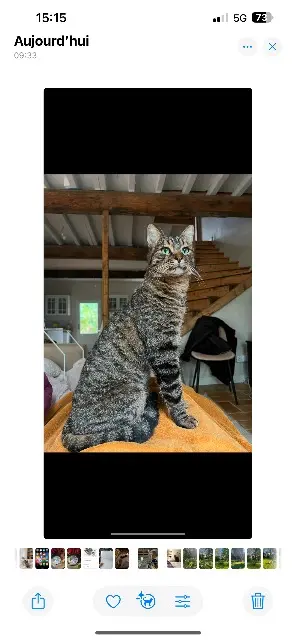 chat lost   11000 Carcassonne Scratch