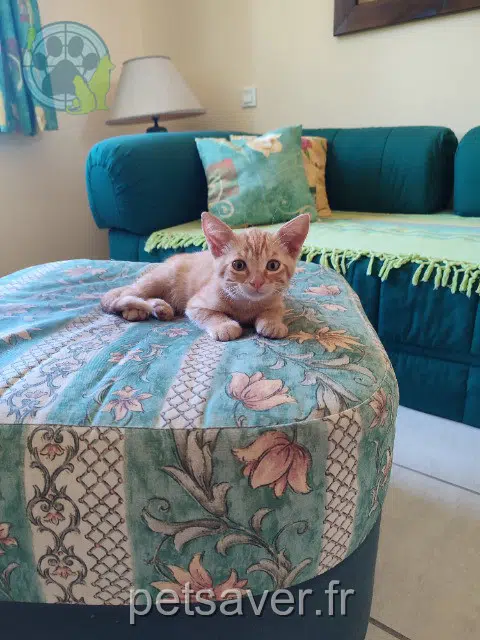 cat lost 11370 Leucate Simba