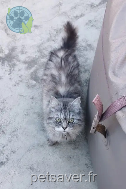 gato perdido 11100 Narbonne Tigrou gato lost 11100 Narbonne Tigrou
