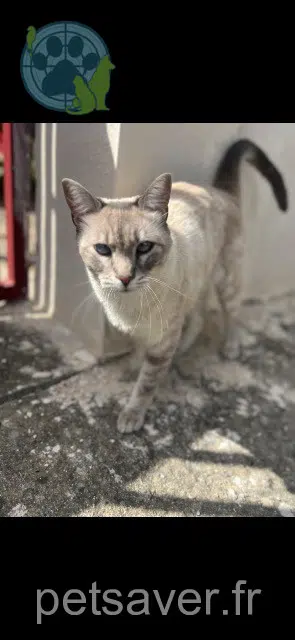 gato lost   11300 Pieusse Uno