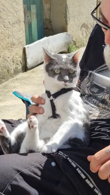 chat lost   11240 Donazac Warrior