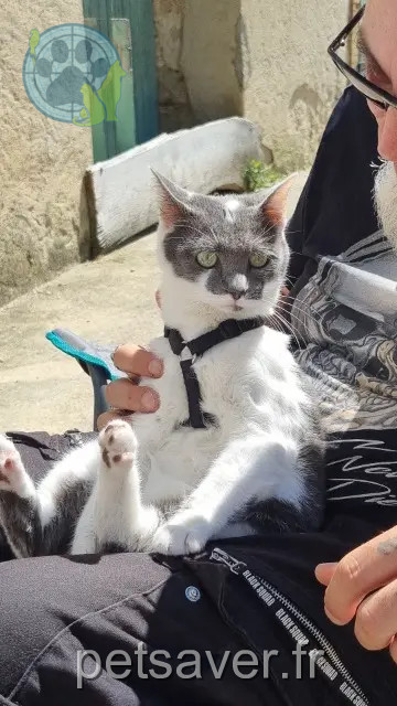 gato perdido 11240 Donazac Warrior gato lost 11240 Donazac Warrior
