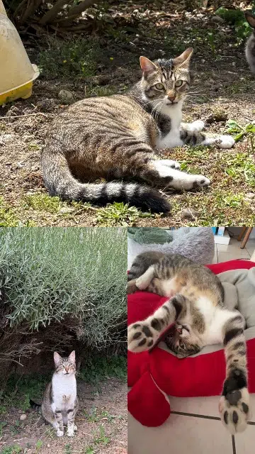 chat lost   11150 Bram Willow