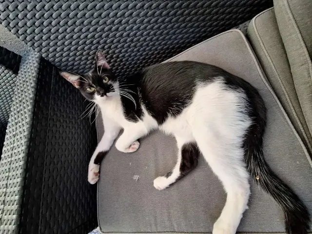 chat lost   11700 Azille Willow