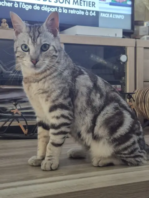 chat lost   11700 Pépieux Yoko